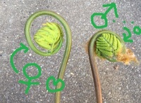 ぜんまい 性別
